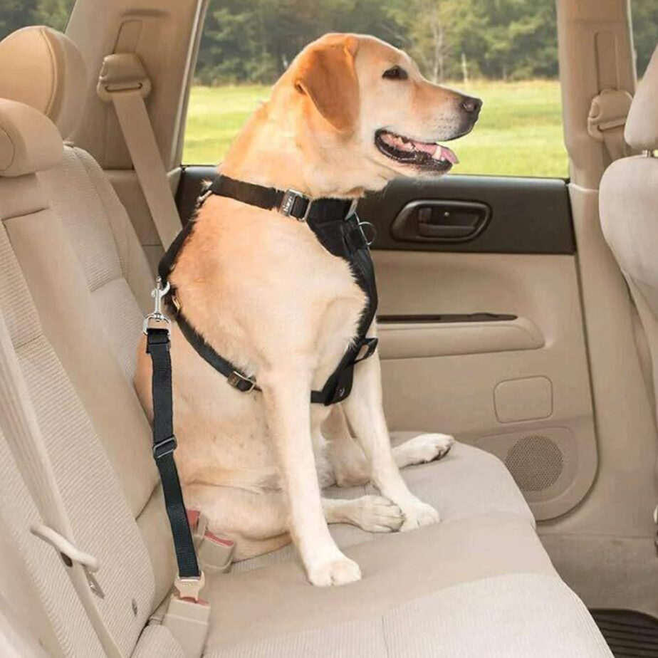 Cinturón de seguridad para perro