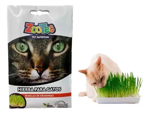 Hierba Gatera en Semillas Pasto Zootec 100grs
