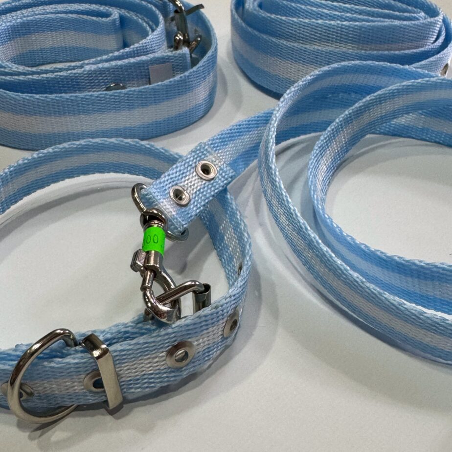 Conjunto collar y correa
