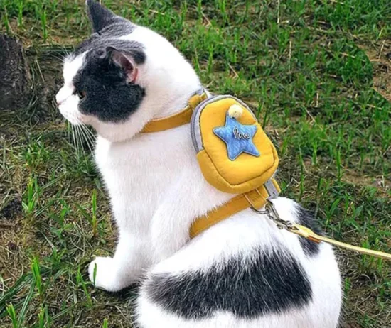 4077-pretal-gato-con-mochila-76d589496891748edc17325582182012-640-0