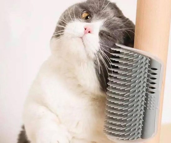 PARA-GATITOS