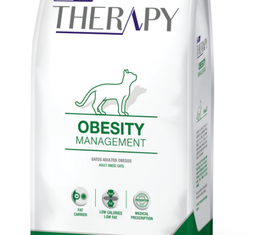 therapy-obesity-felinos@2x-600x896
